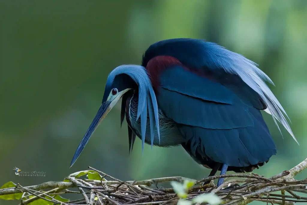 Bird Photography Tours and Workshops in Costa Rica