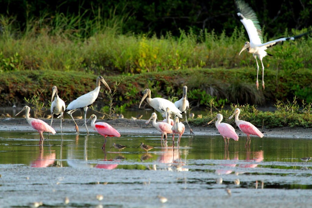 Caño Negro National Wildlife Refuge