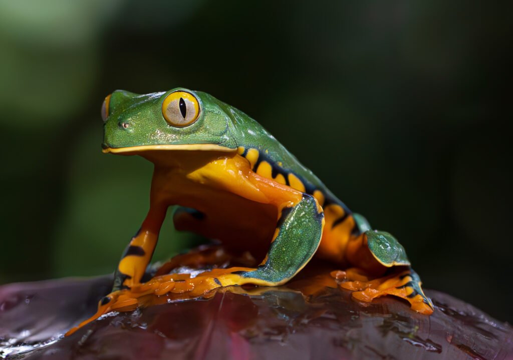 Macro photography tours in Costa Rica