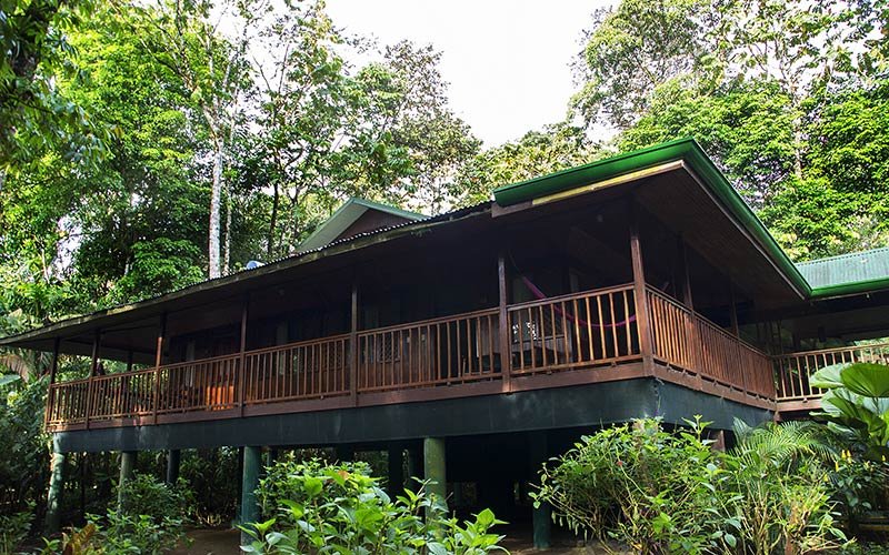 Raised wooden lodge and veranda surrounded by rainforest at Selva Verde Lodge, Sarapiquí.