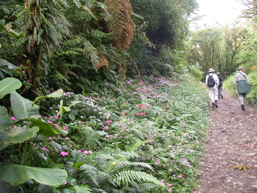 Lush vegetation beside a walking trail in Monteverde Cloud Forest Reserve, Costa Rica.