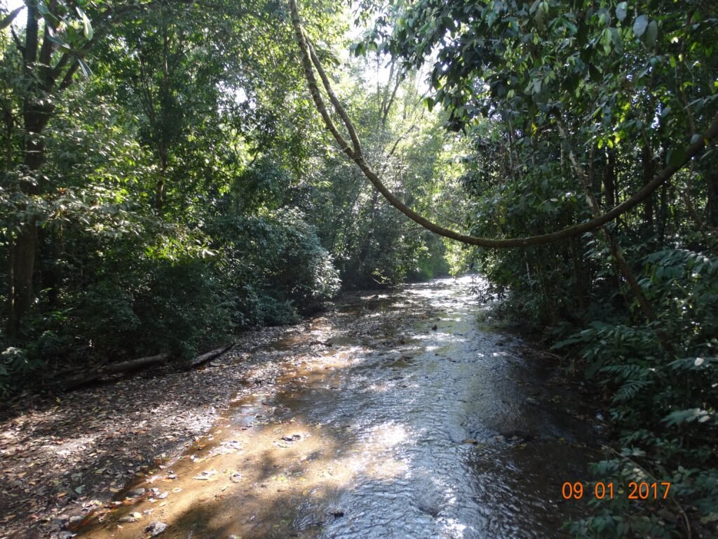 River and tropical forest in Carara National Park, Costa Rica.