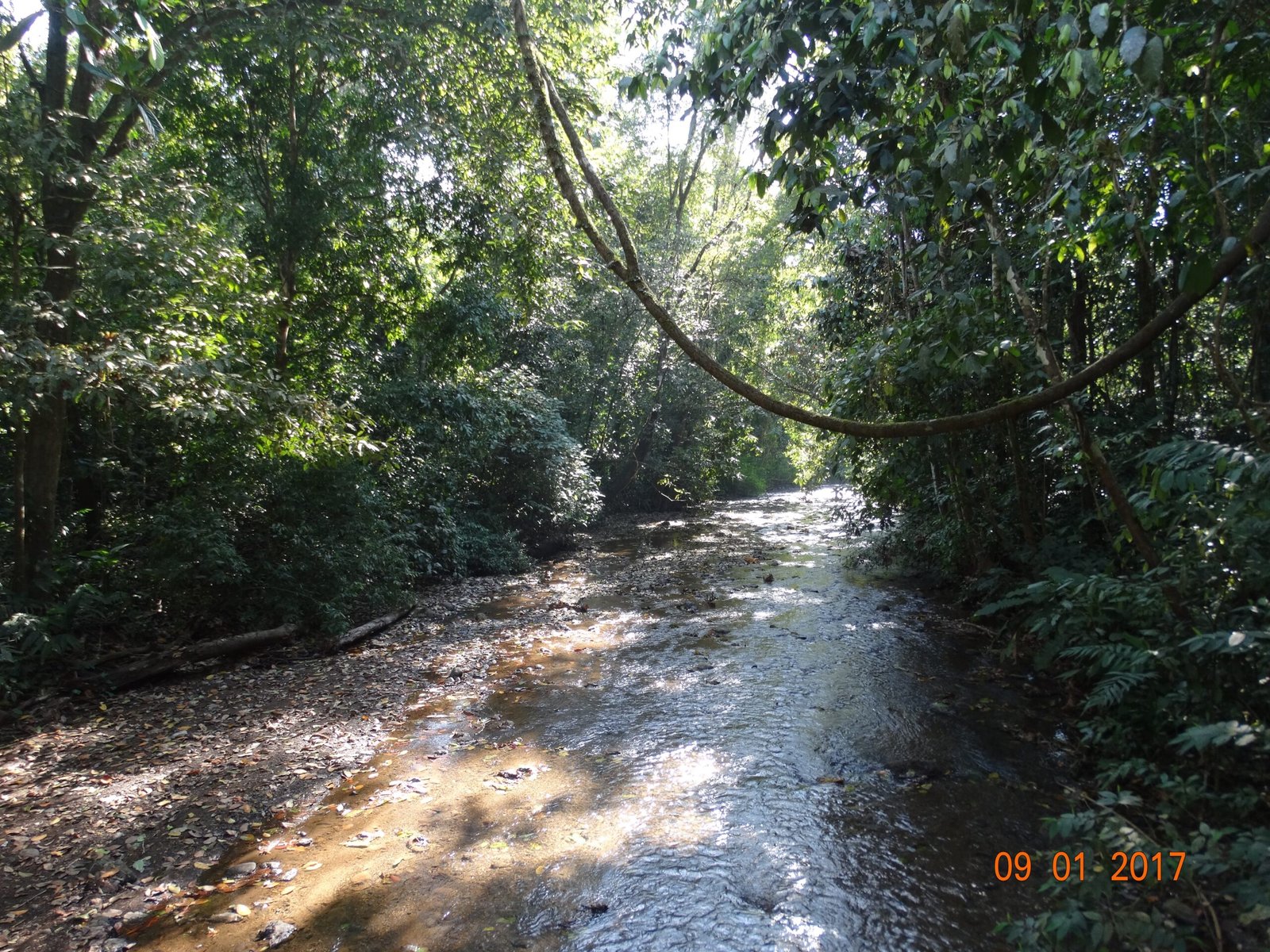 Tarcoles and Carara Photography Directory 1 River and tropical forest in Carara National Park, Costa Rica.