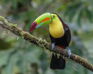 Keel-billed toucan perched on a moss-covered branch in Costa Rica.