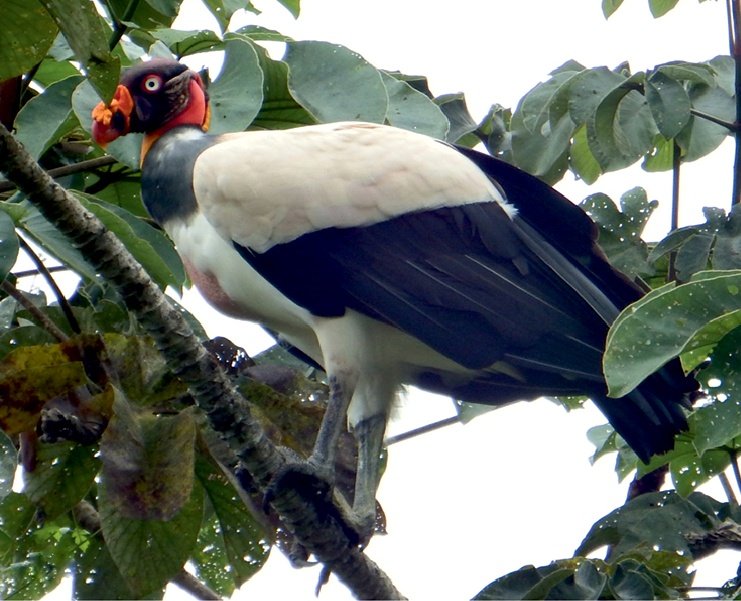 King vulture perched in a tree in Costa Rica — illustrative wildlife image.