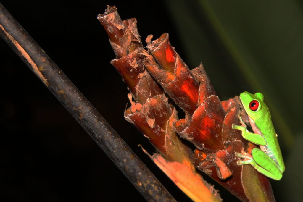 Red-eyed tree frog in Costa Rica — illustrative wildlife image.