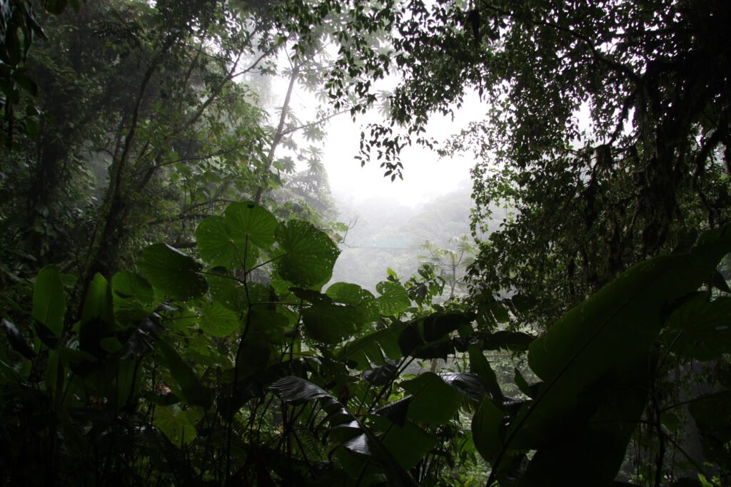 Mist between trees and broad leaves in Monteverde cloud forest, Costa Rica.