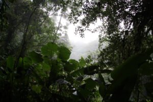 Mist between trees and broad leaves in Monteverde cloud forest, Costa Rica.