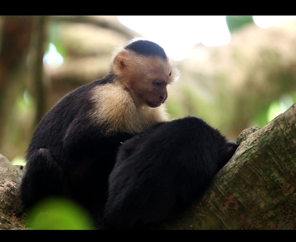 Capuchin monkey in an official Johan Chaves Nature & Birding Tours photograph.