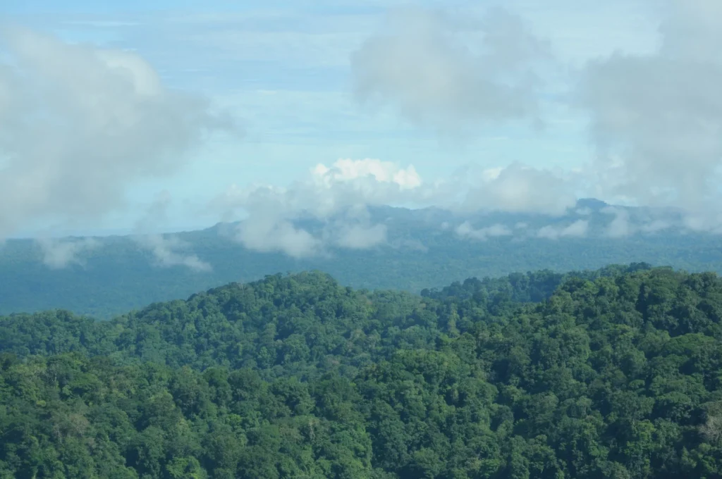 Rainforest canopy and distant hills at Refugio Lapa Verde, Costa Rica.