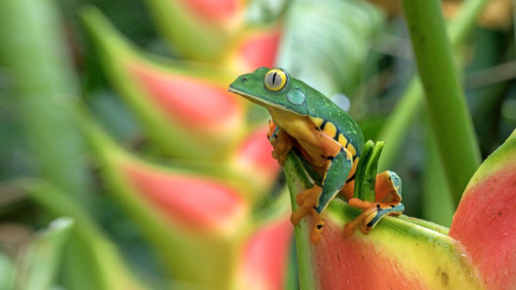 Red-eyed tree frog on tropical flowers at Frog’s Heaven, Costa Rica.