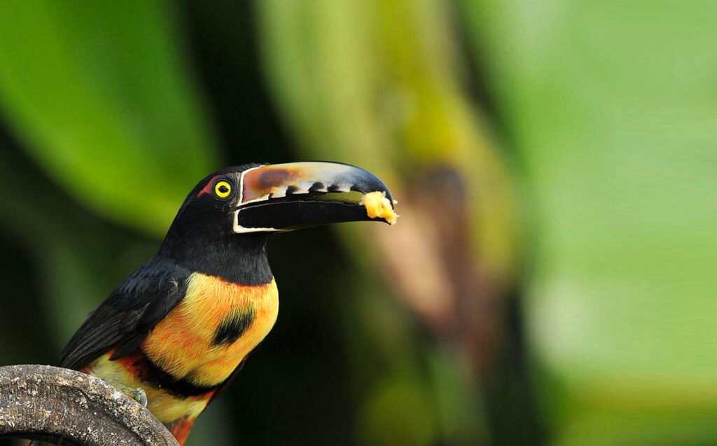 Collared aracari perched among vegetation in an official Pedacito de Cielo Lodge photograph.
