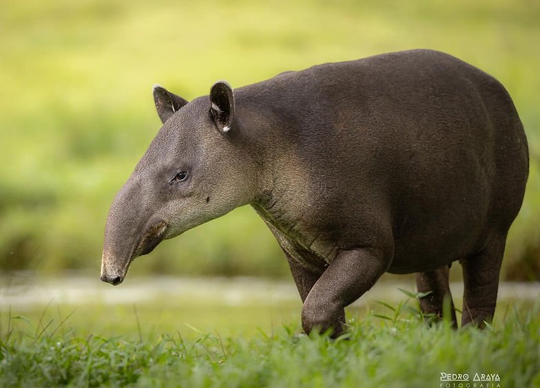Tapir in an official Pizote Tours photograph, used to illustrate Sergio Vargas’s wildlife guiding.