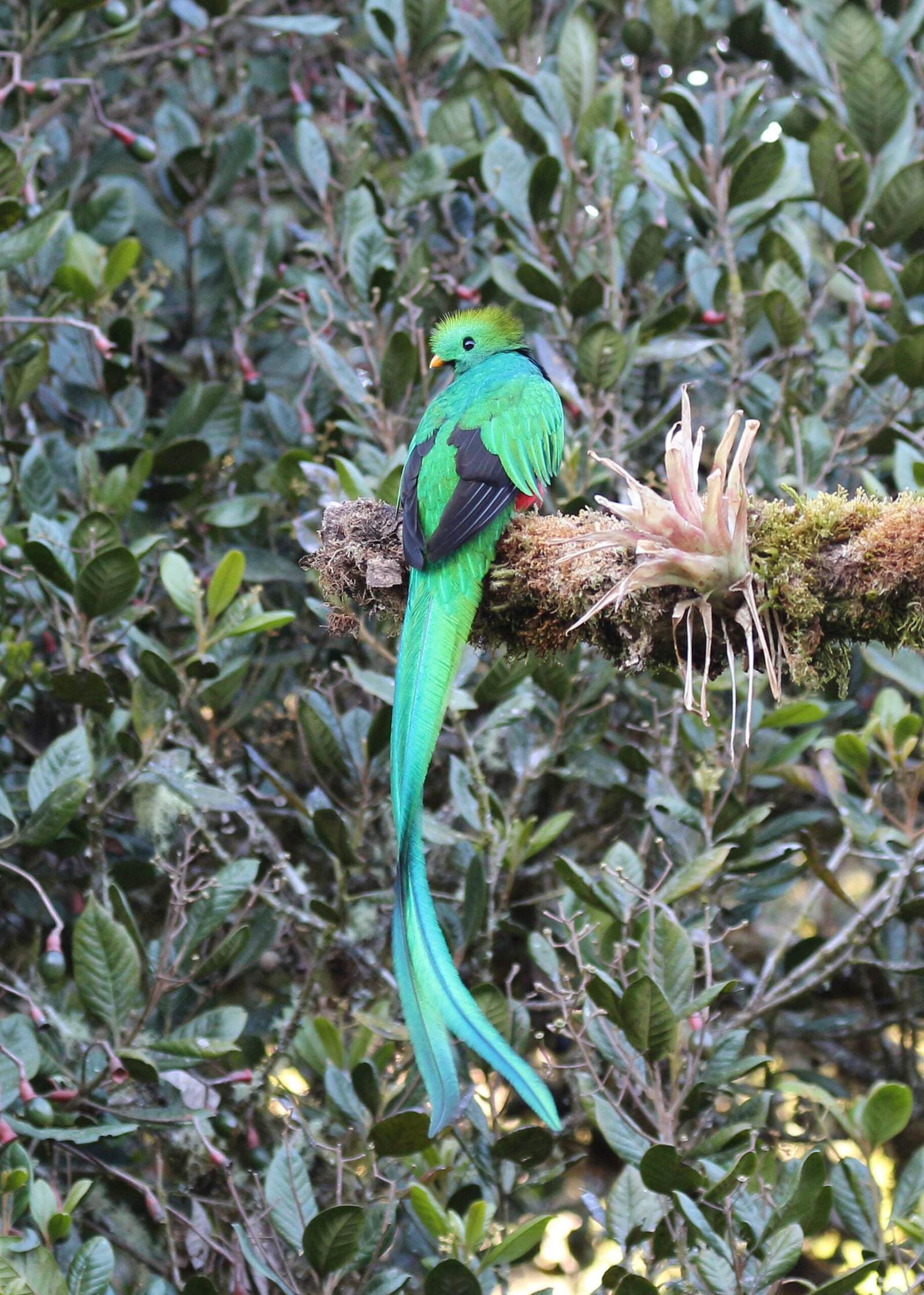 San Gerardo de Dota Photography: Lodges, Guides & Places 1 Resplendent quetzal perched in Los Quetzales National Park, Costa Rica.