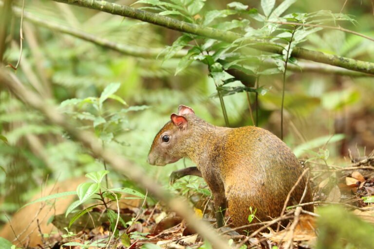 Agouti on the rainforest floor at Tirimbina Biological Reserve, Sarapiquí, Costa Rica.