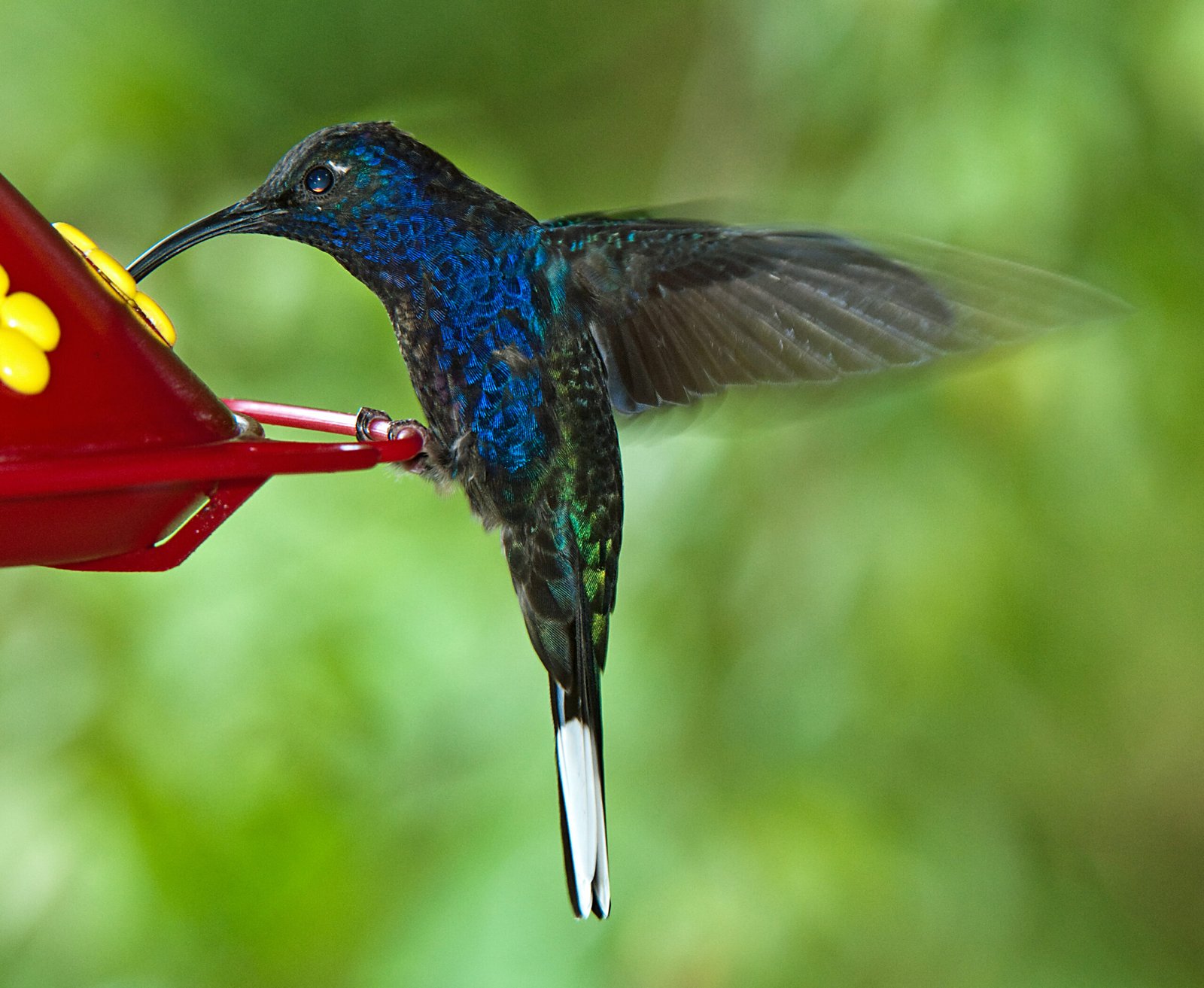 Orosi Photography Directory 1 Violet sabrewing hummingbird at Rancho Naturalista, Costa Rica.